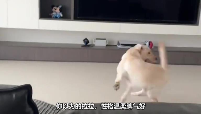拉布拉多是真能吃