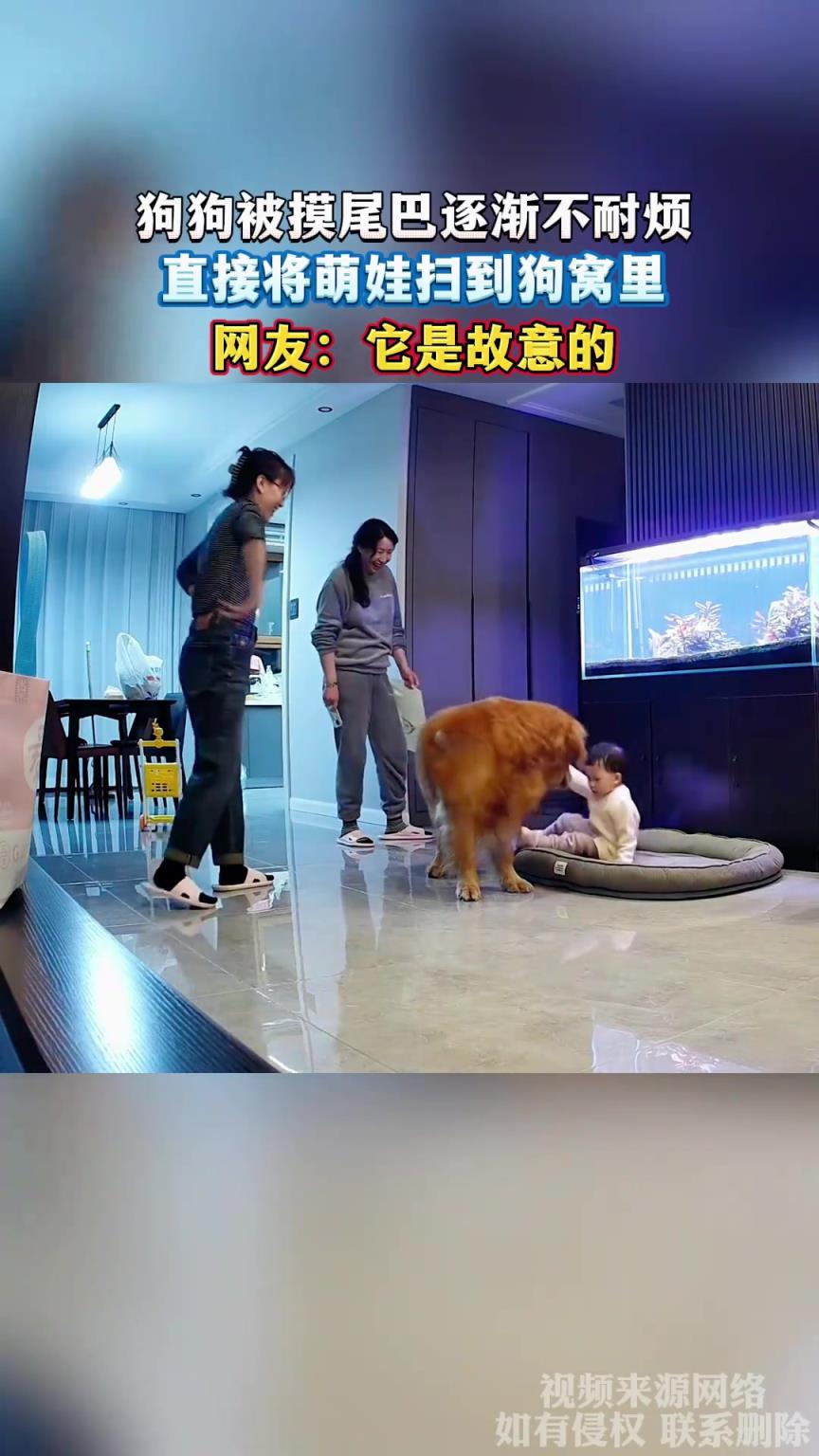 狗狗被摸尾巴逐渐不耐烦，直接将萌娃扫到狗窝里，网友：它故意的