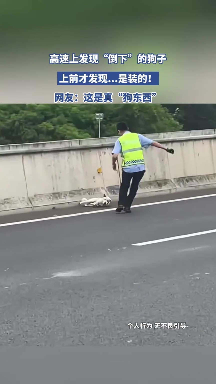 高速上發(fā)現(xiàn)“倒下”的狗子，上前才發(fā)現(xiàn)……是裝的！