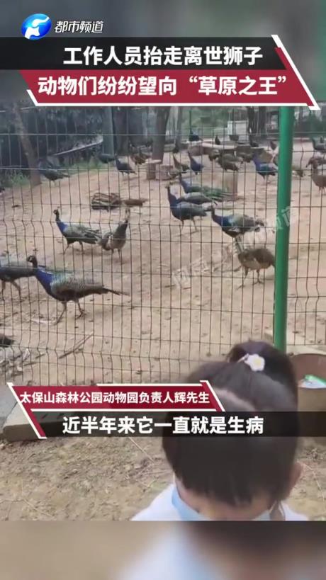 工作人员搬走了逝去的狮子，动物们望向这位昔日的“草原之王”。