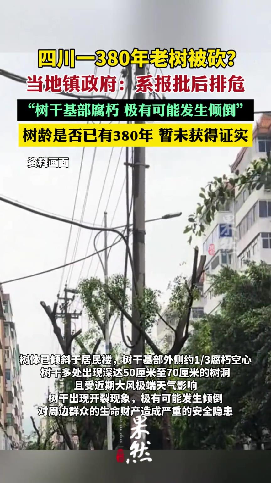 網傳“老樹被砍伐” 事發(fā)地鎮(zhèn)政府：系報批后排危