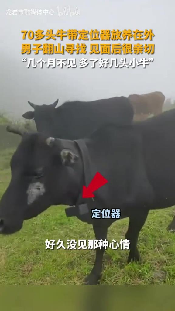 70多頭牛帶定位器放養(yǎng)在外，“幾個(gè)月不見多了好幾頭小牛”