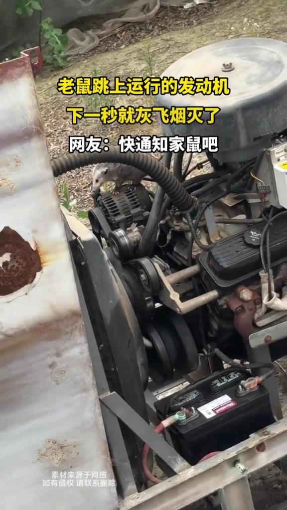 老鼠跳上运行的发动机,下一秒就灰飞烟灭了!!!!!