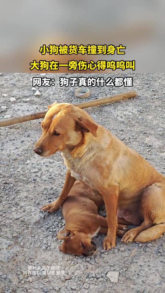 小狗被货车撞到身亡,大狗在一旁伤心得呜呜叫 !!