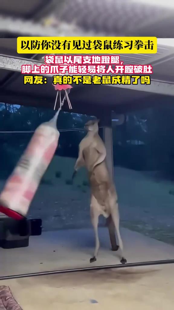袋鼠練習拳擊，以尾支地蹬腿，網(wǎng)友調侃：不是老鼠成精？