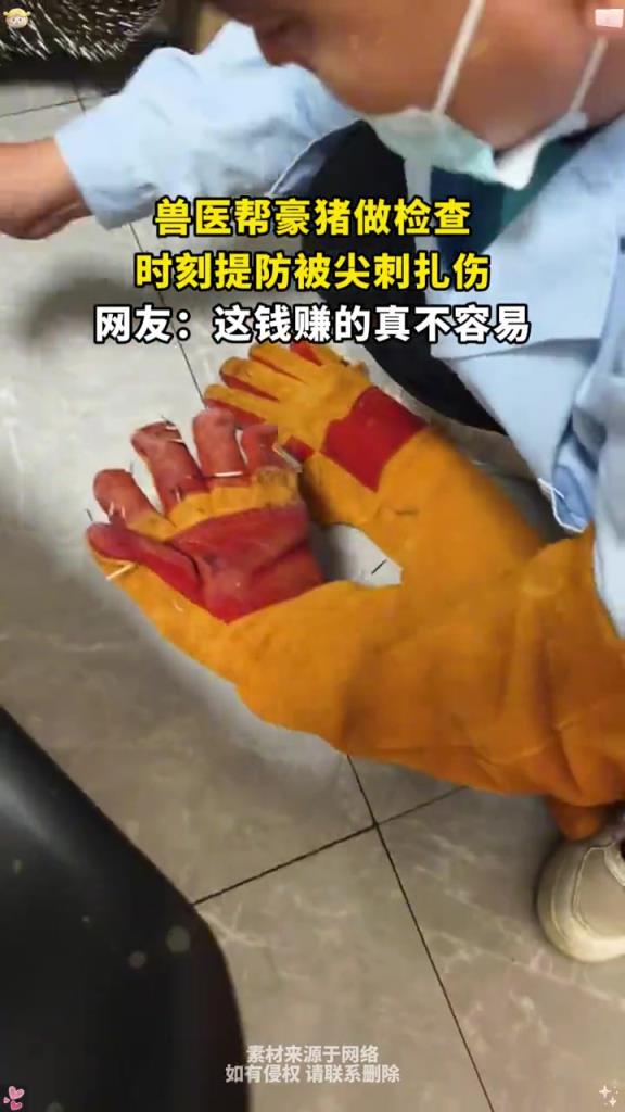 兽医帮豪猪做检查,时刻提防被尖刺扎伤!!