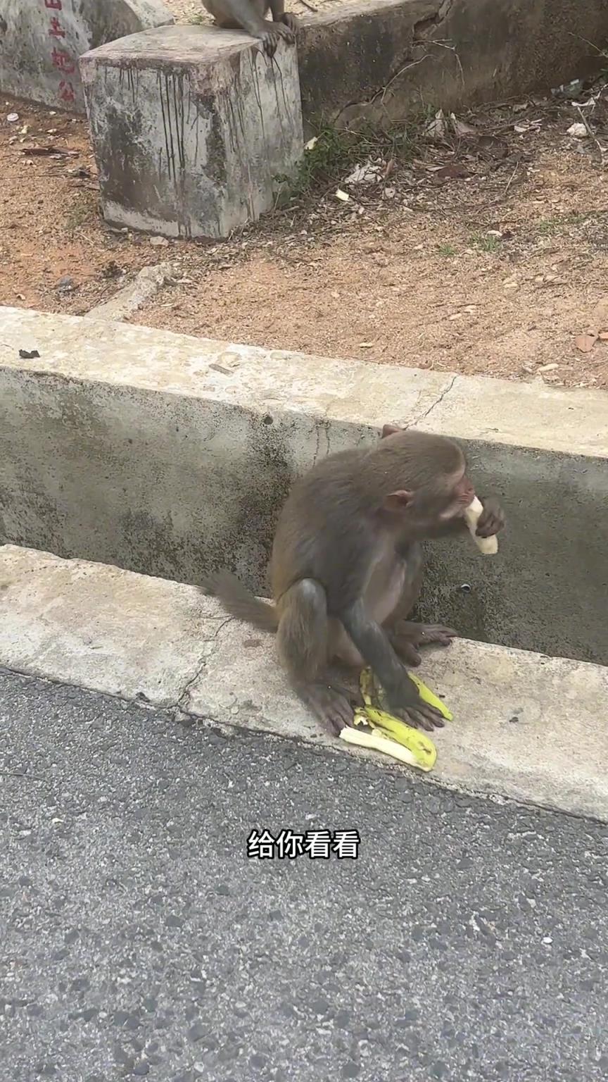 沒開玩笑吧？它真聽得懂講話？！