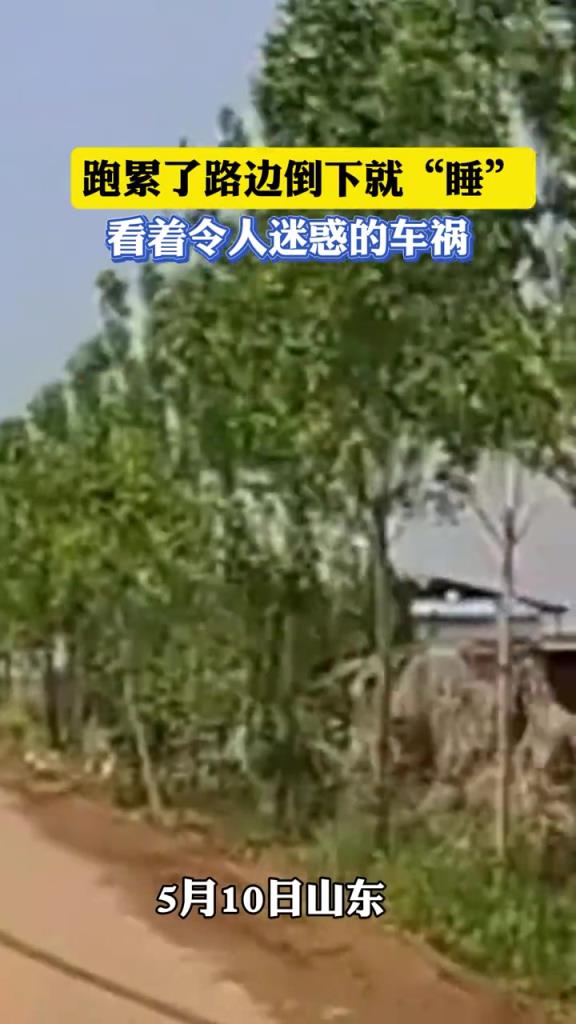 跑累了路边倒下就睡 看着令人迷惑的车祸