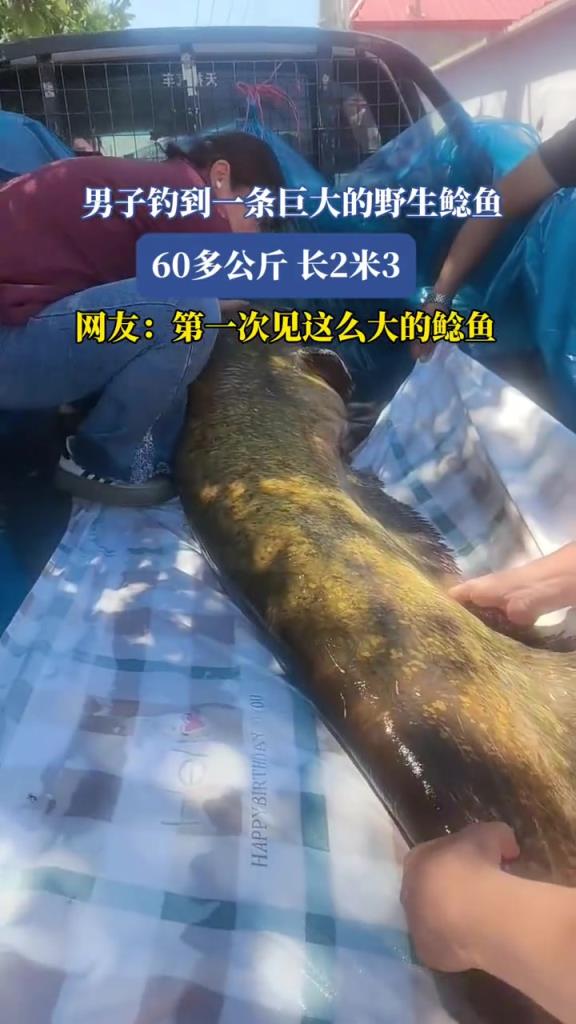 男子釣到一條巨大的野生鯰魚,網(wǎng)友:第一次見這么大的鯰魚！