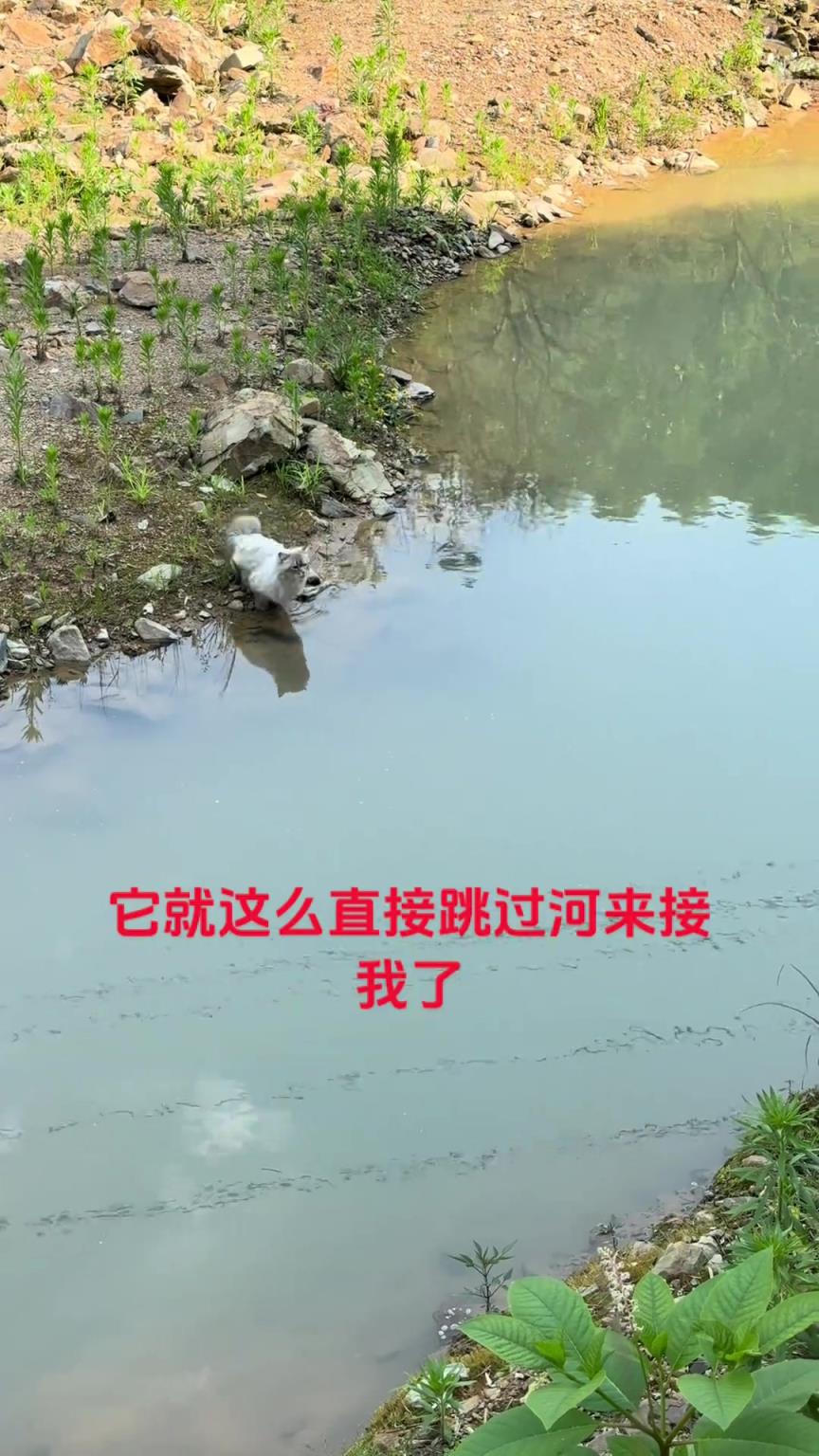 猫咪点水就是这么来的！！