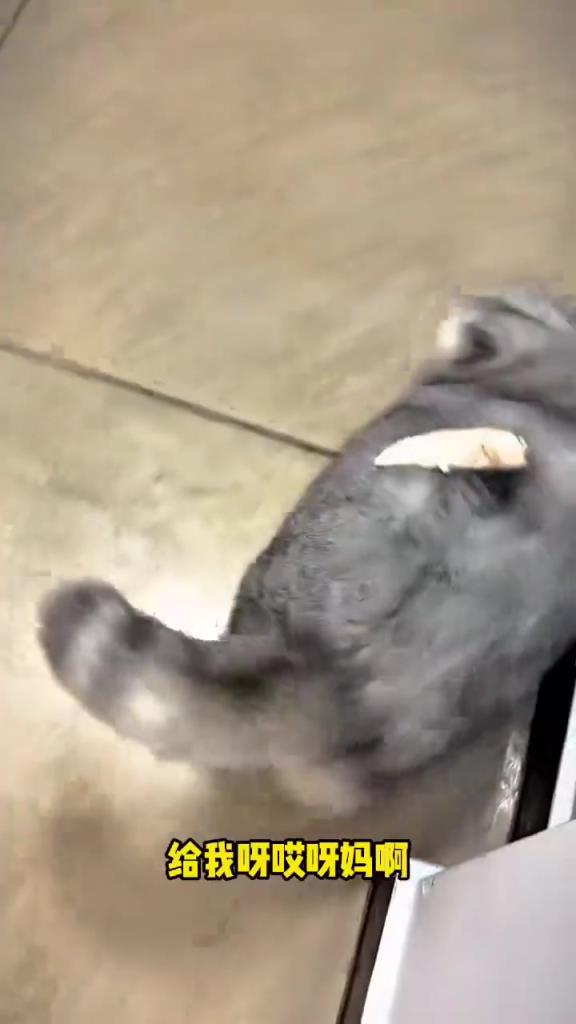 猫有点不聪明的样子！！