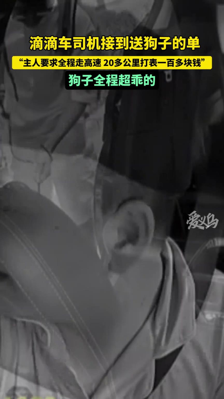 滴滴司機(jī)接單送狗子，全程要求走高速，狗子超乖！