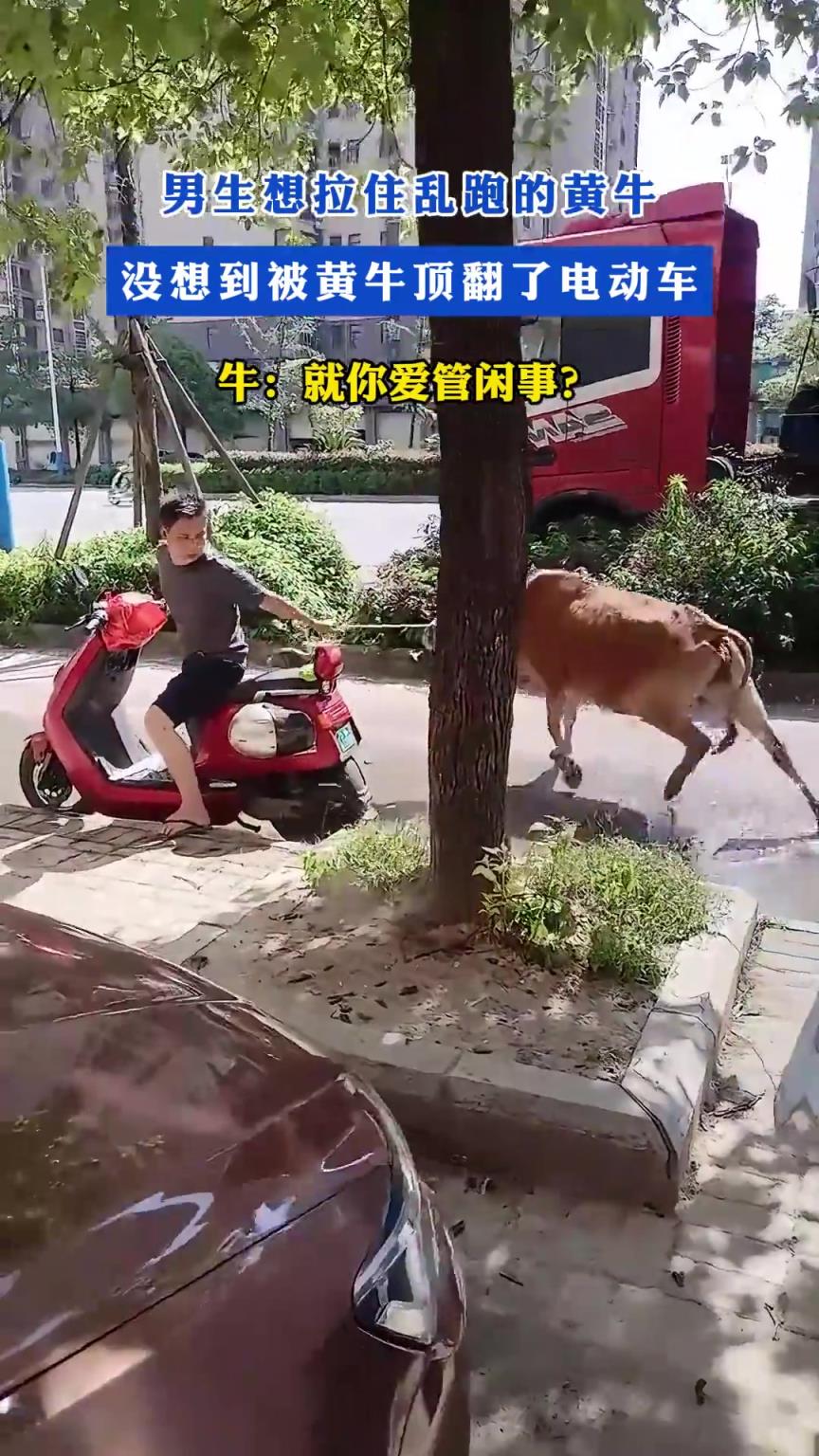 男生想拉住亂跑的黃牛，沒想到被黃牛頂翻了電動車