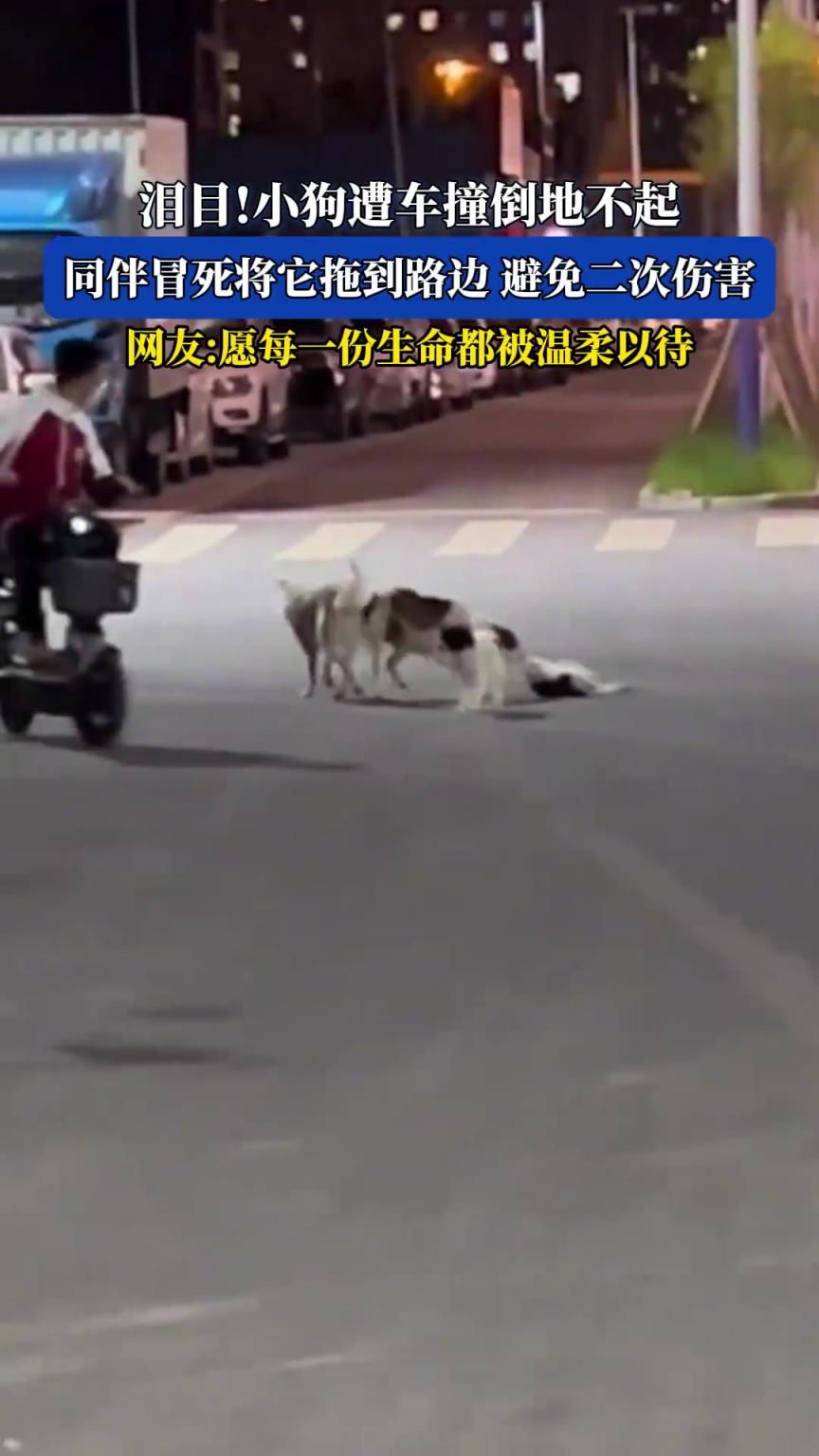 淚目！小狗遭車撞倒地不起，同伴冒死將它拖到路邊，避免二次傷害