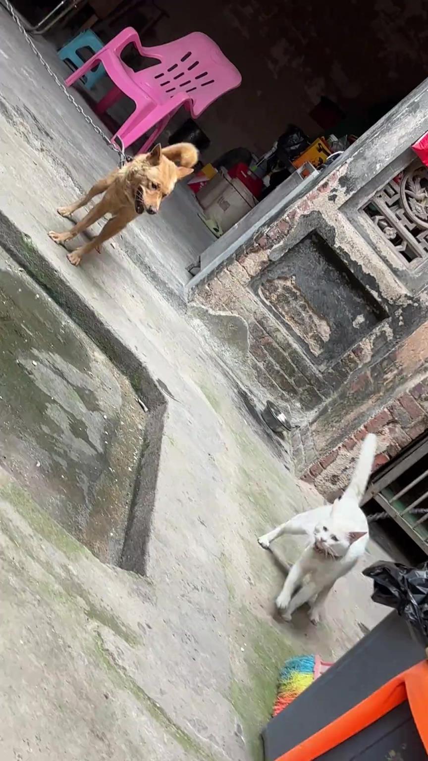 這兩只歡喜冤家