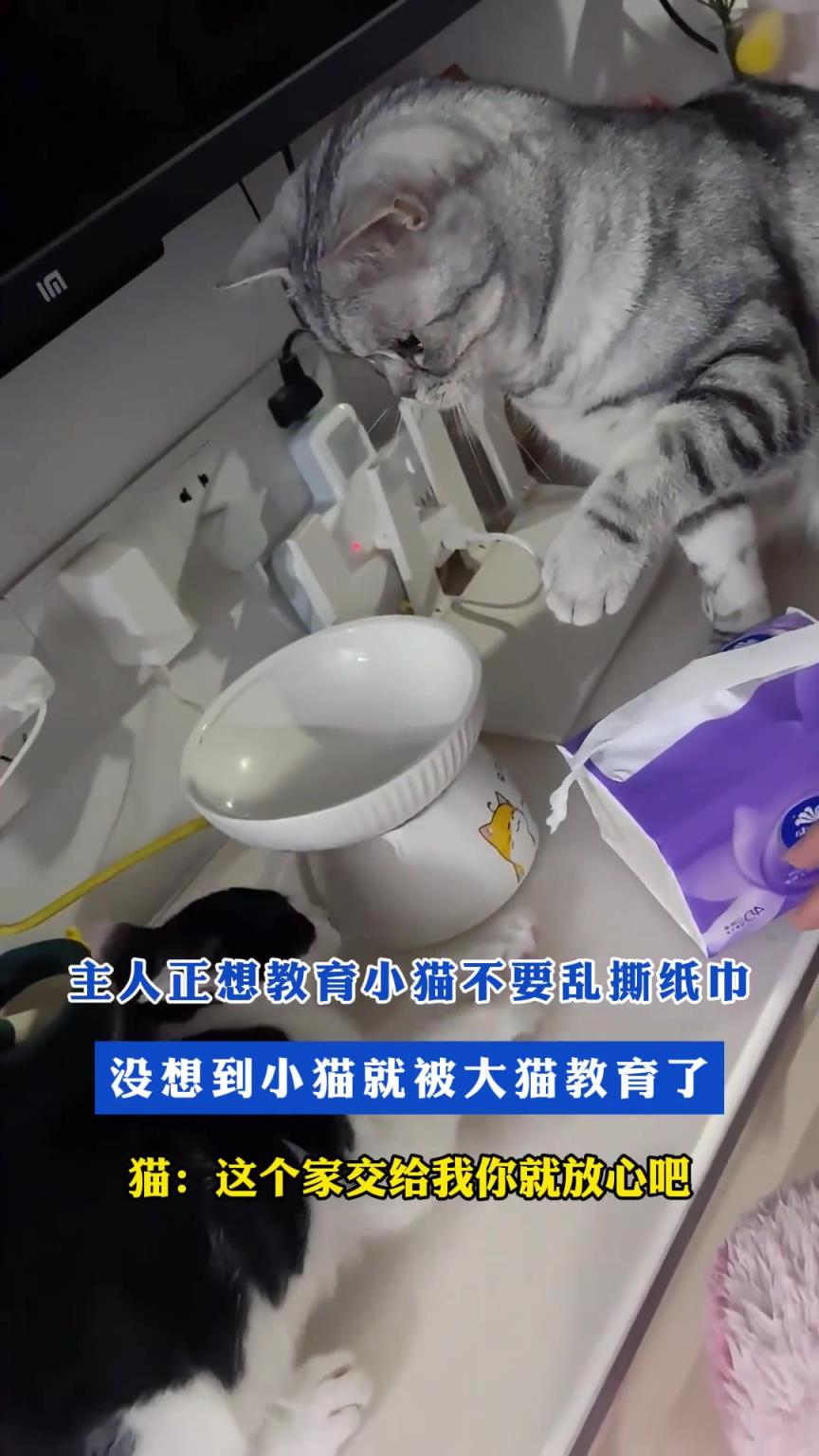 主人正想教育小貓不要亂撕紙巾，沒想到小貓就被大貓教育了
