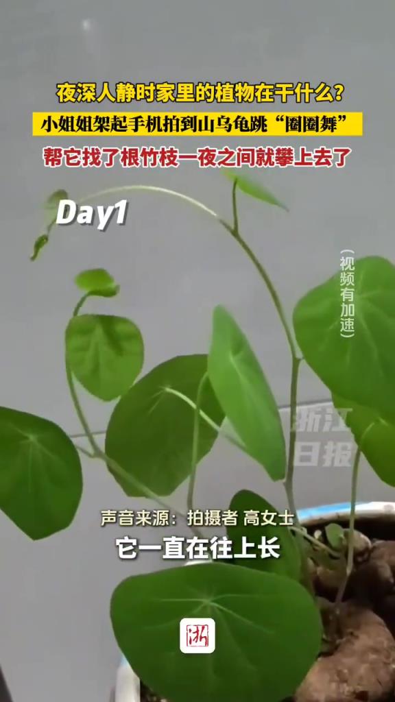 夜深人靜時家里的植物在干嘛？