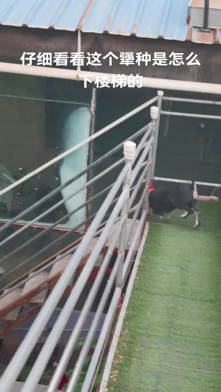 這么下樓居然不會翻跟斗