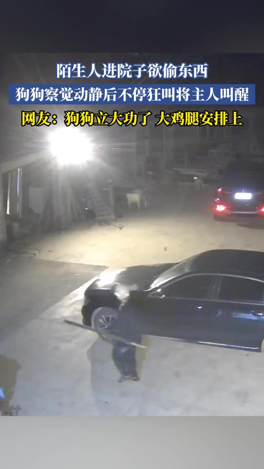 陌生人進(jìn)院子欲偷東西，狗狗察覺動靜后不?？窠袑⒅魅私行? title=