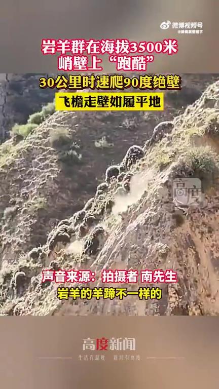 巖羊群在3500米峭壁“跑酷”，30公里時(shí)速攀爬90度絕壁
