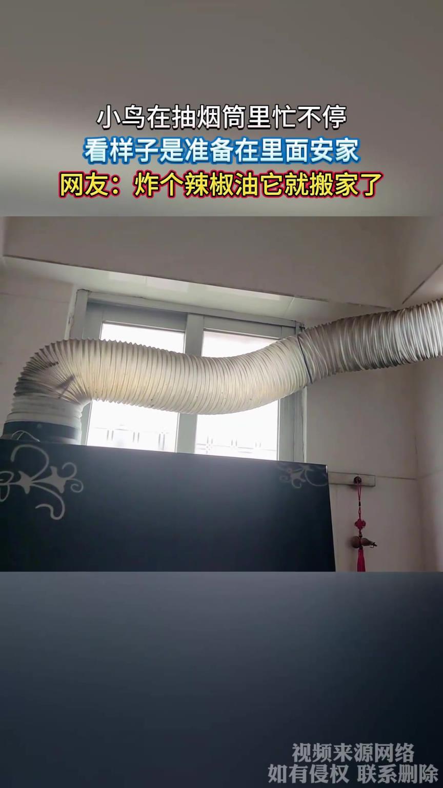 小鳥在抽煙筒里忙不停，看樣子是準(zhǔn)備在里面安家