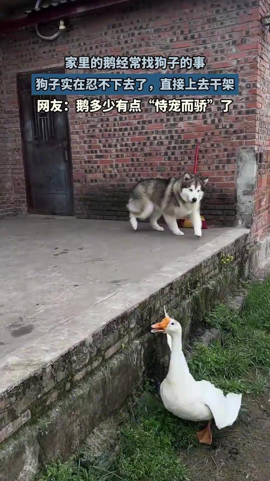 家里的鵝經(jīng)常找狗子的事，狗子實在忍不下去了，直接上去干架！