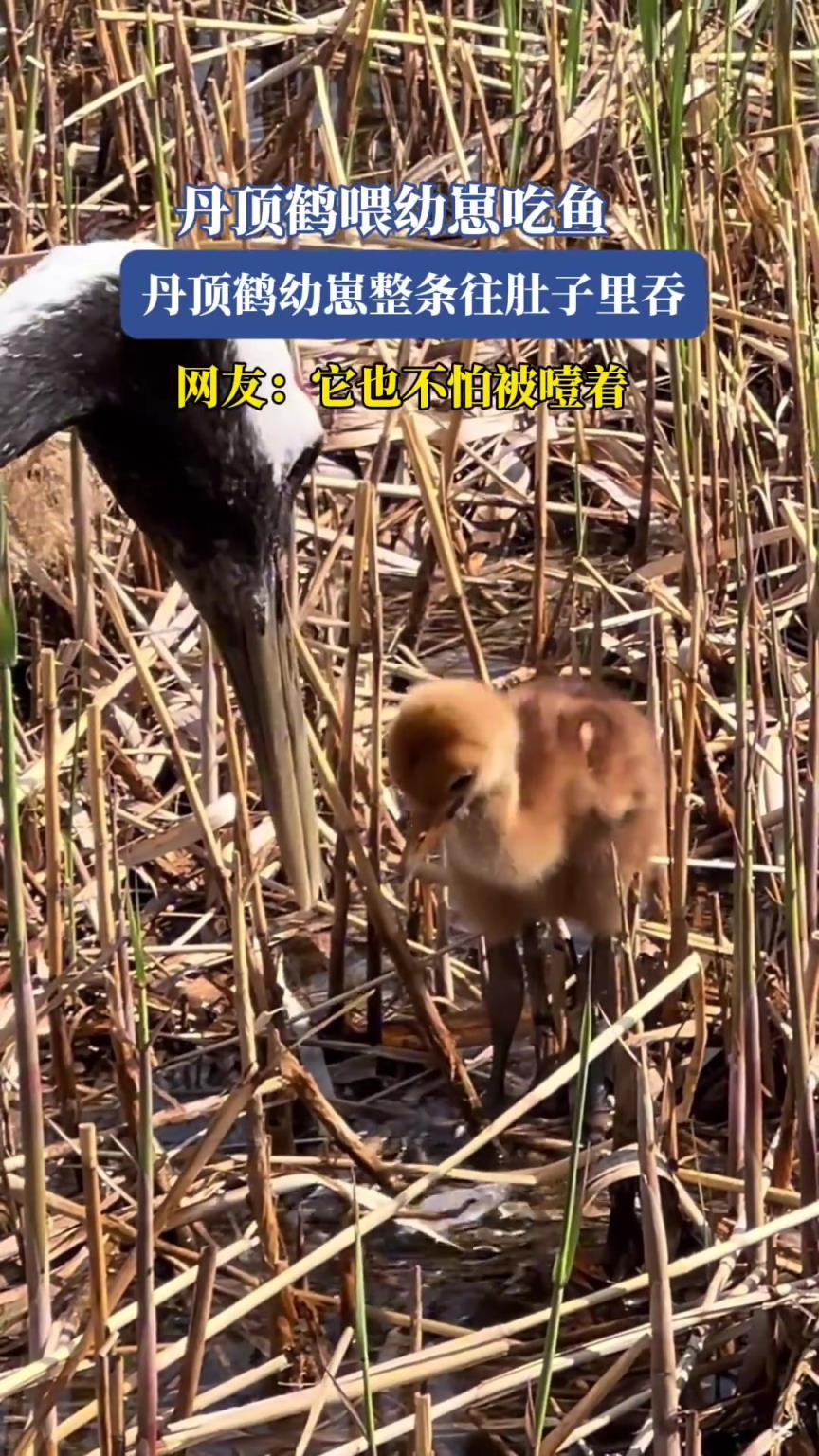 丹頂鶴喂幼崽吃魚，丹頂鶴幼崽整條往肚子里吞