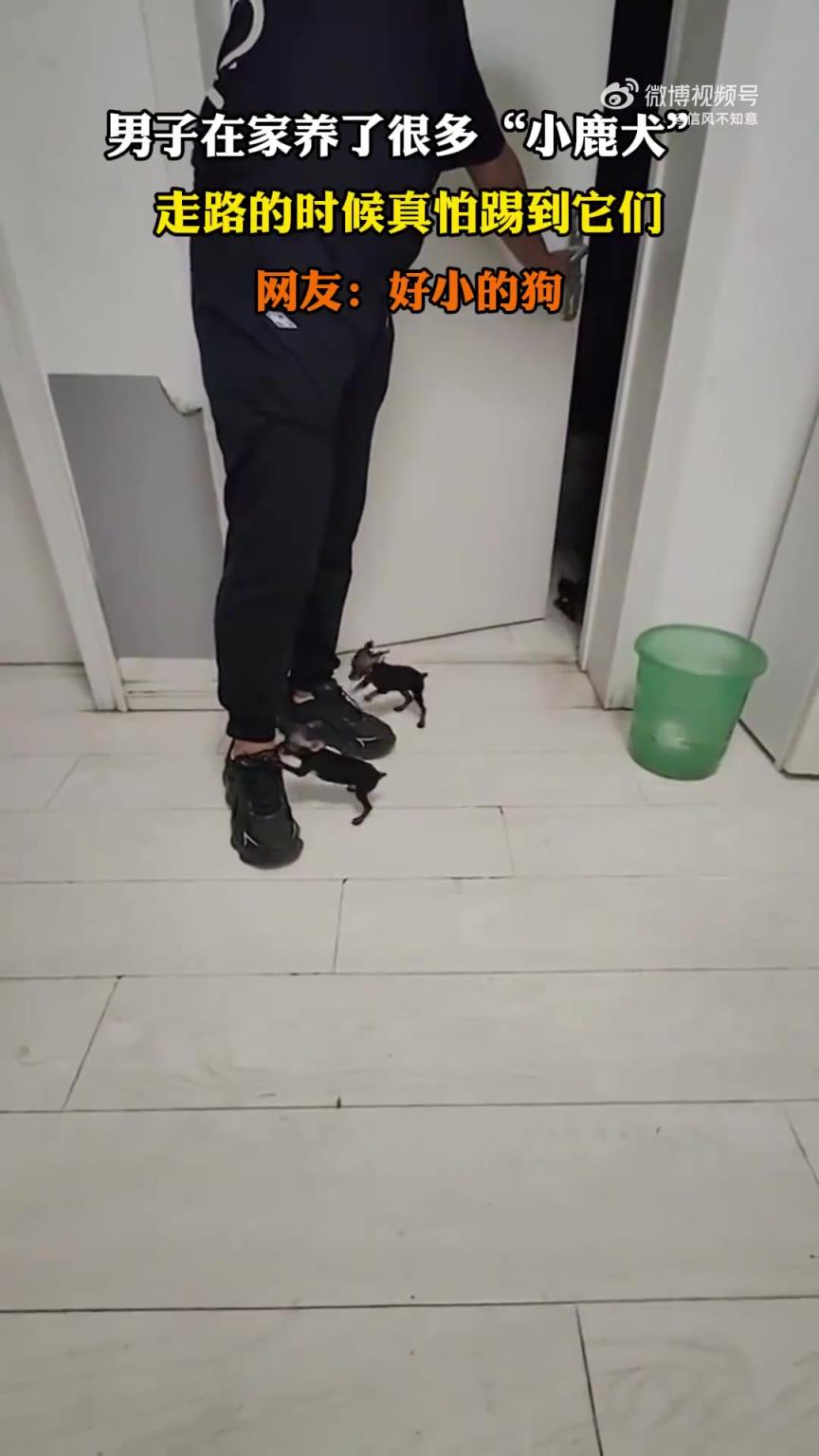 男子家中養(yǎng)多只小鹿犬，走路時(shí)生怕不小心踢到