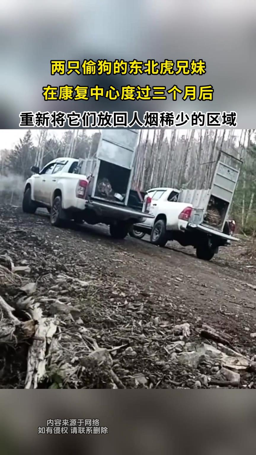 兩只偷狗的東北虎兄妹，在康復(fù)中心度過三個月后放歸！