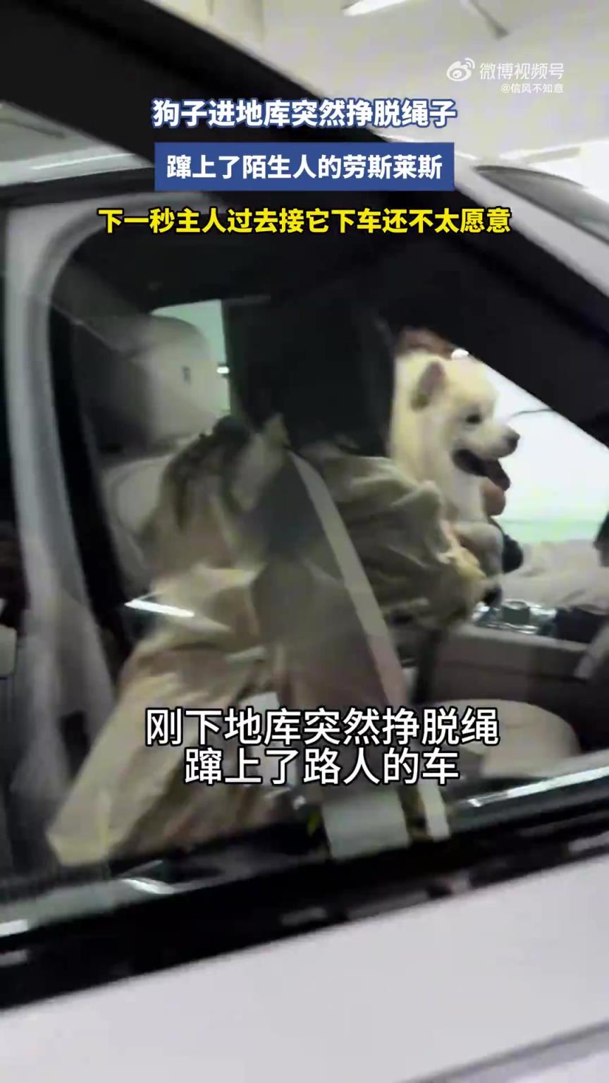 狗子進(jìn)地庫掙脫繩子，躥上陌生人勞斯萊斯