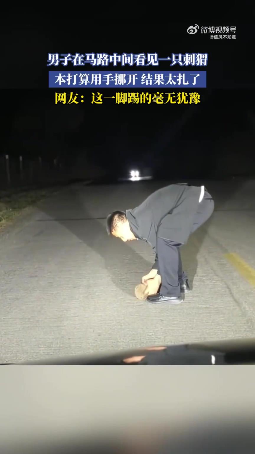男子馬路中遇刺猬欲用手挪開，卻被其刺“勸退”