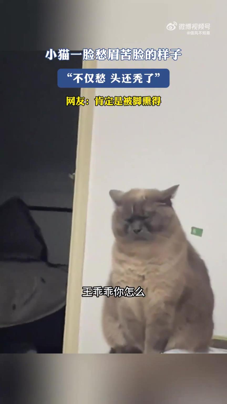 小貓愁眉苦臉，竟還面臨“禿”然危機(jī)