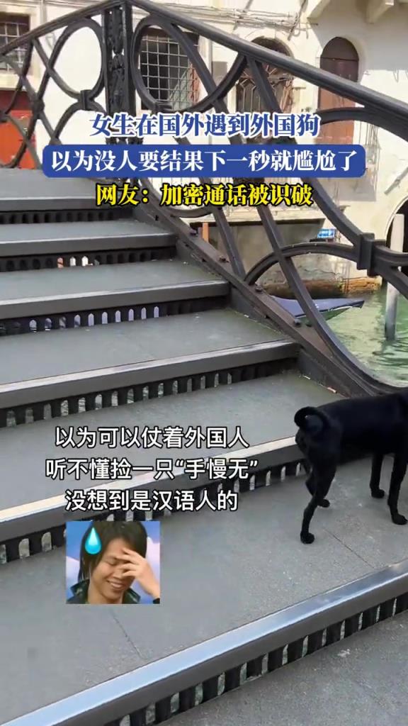 女生在國外遇到外國狗,以為沒人要結(jié)果下一秒就尷尬了!!