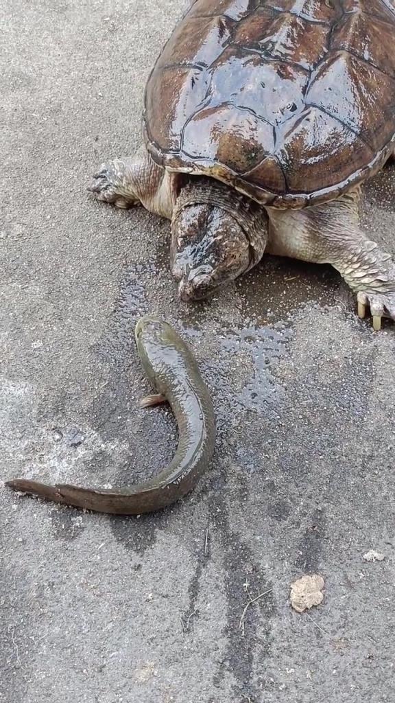 問(wèn)一下大家，魚(yú)去哪里了？