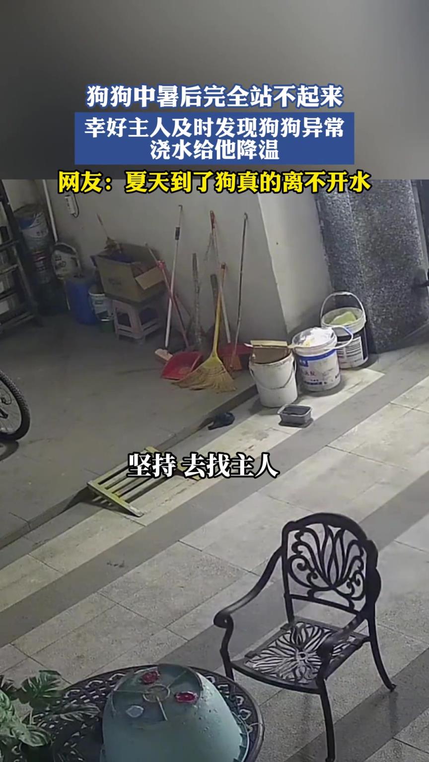 狗狗中暑后完全站不起來，幸好主人及時發(fā)現(xiàn)異常澆水給它降溫