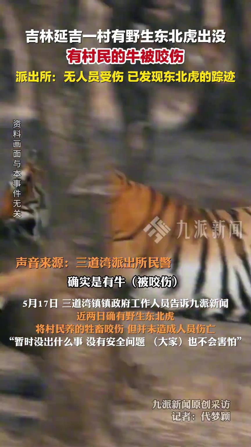 派出所回應(yīng)野生東北虎咬傷村民的牛