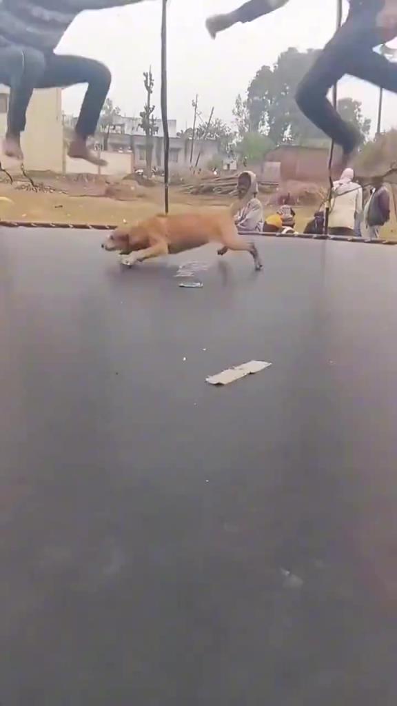 狗：雖然我不是人，但你倆是真狗??！