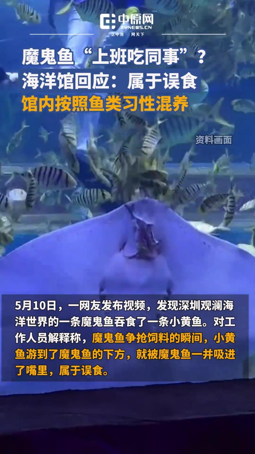 魔鬼魚“上班吃同事”？