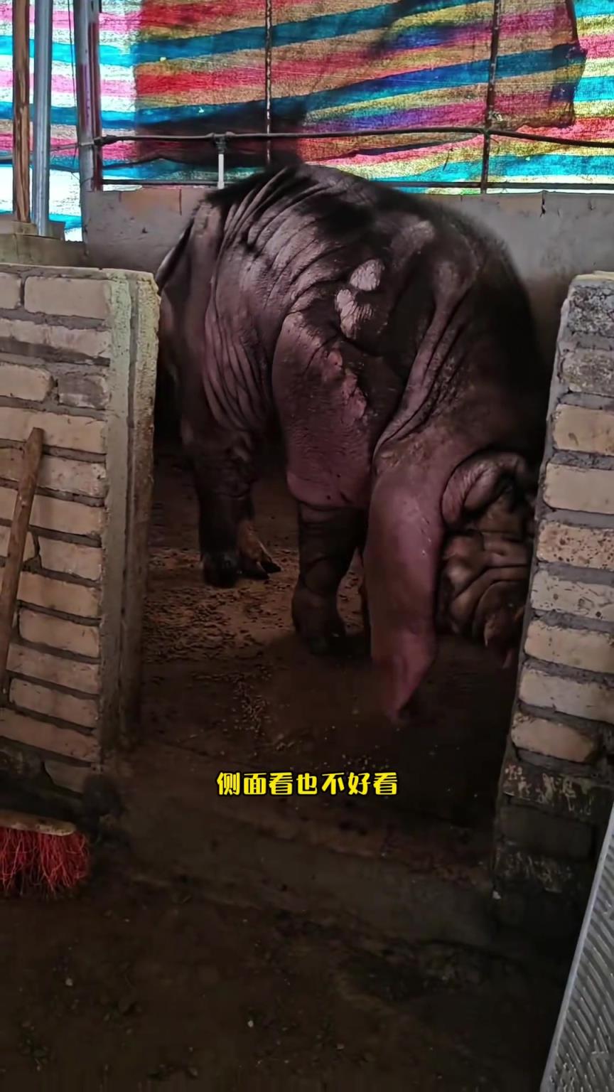 別誤會！這不是河馬， 而是我——太湖豬。