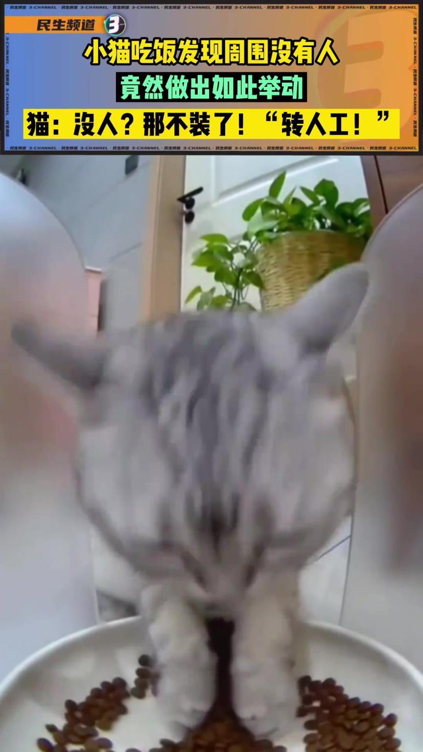 小貓吃飯發(fā)現(xiàn)周圍沒有人，竟然做出如此舉動