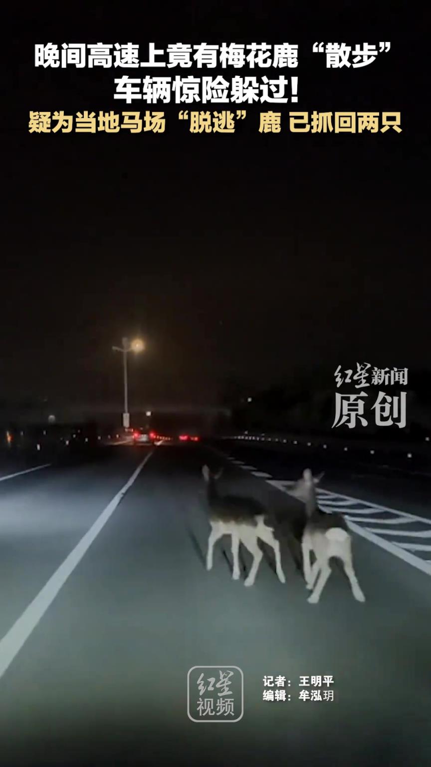 晚間高速上竟有梅花鹿“散步” 車輛驚險躲過！