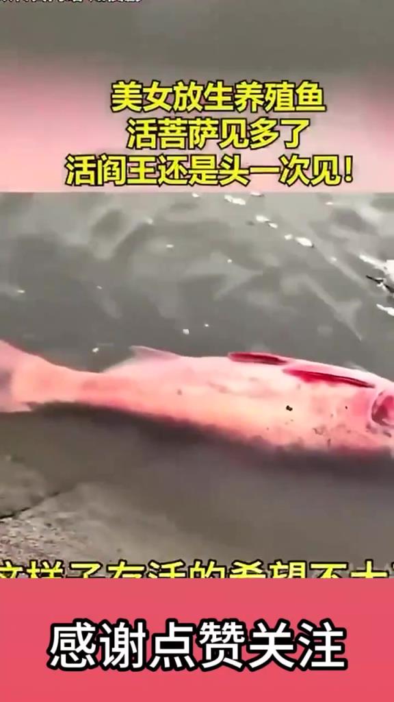 美女放生養(yǎng)殖魚活菩薩見多了活閻王還是頭一次見！