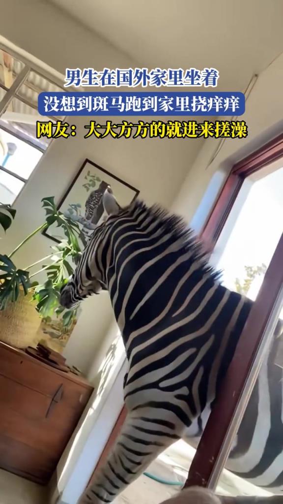 男生在國(guó)外家里坐著,沒(méi)想到斑馬跑到家里撓癢癢??！