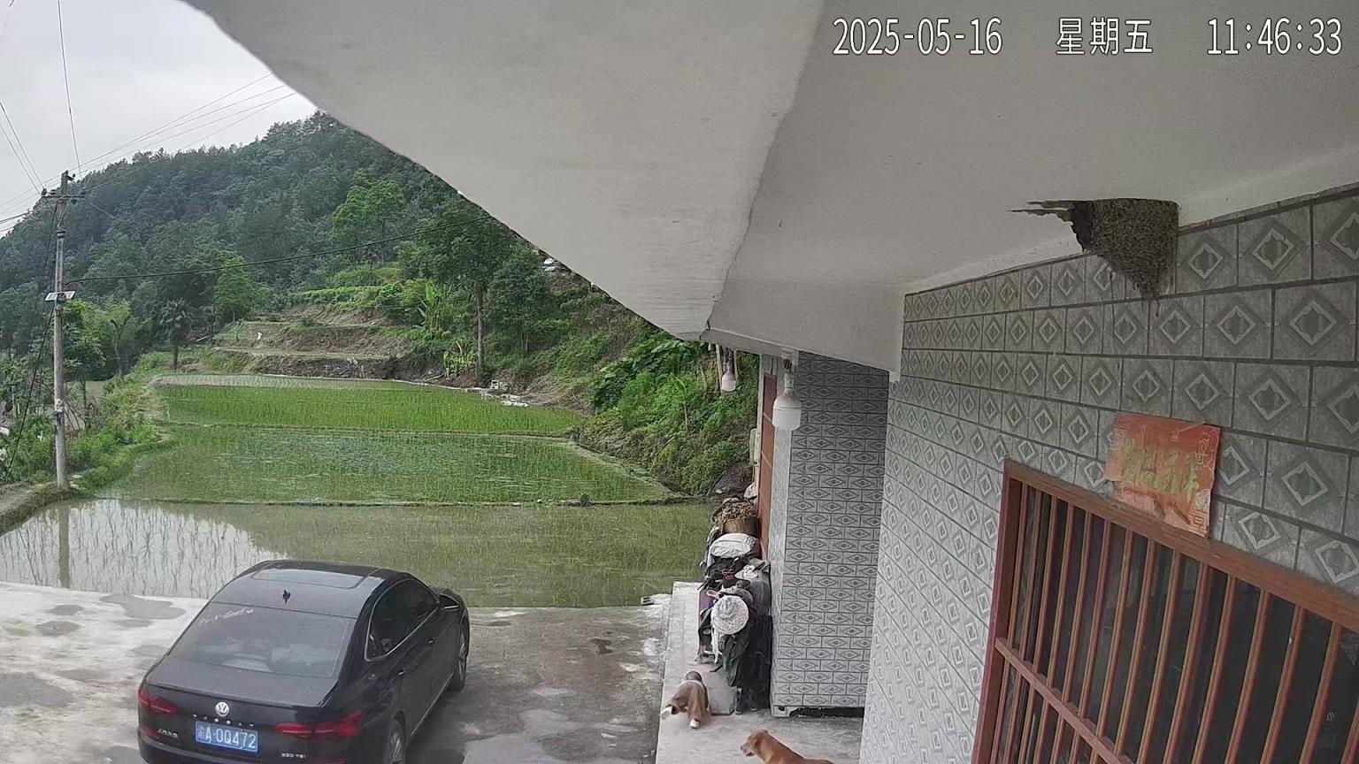 還以為自己跑掉下去，沒(méi)想到是狗干的！！