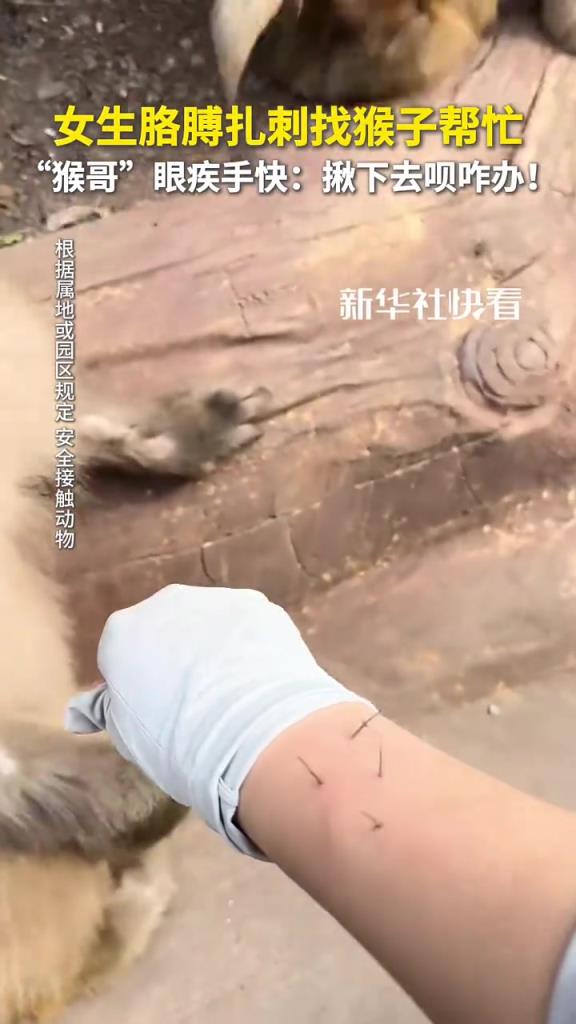 女生胳膊扎刺找猴子幫忙，“猴哥”眼疾手快：揪下去唄咋辦！