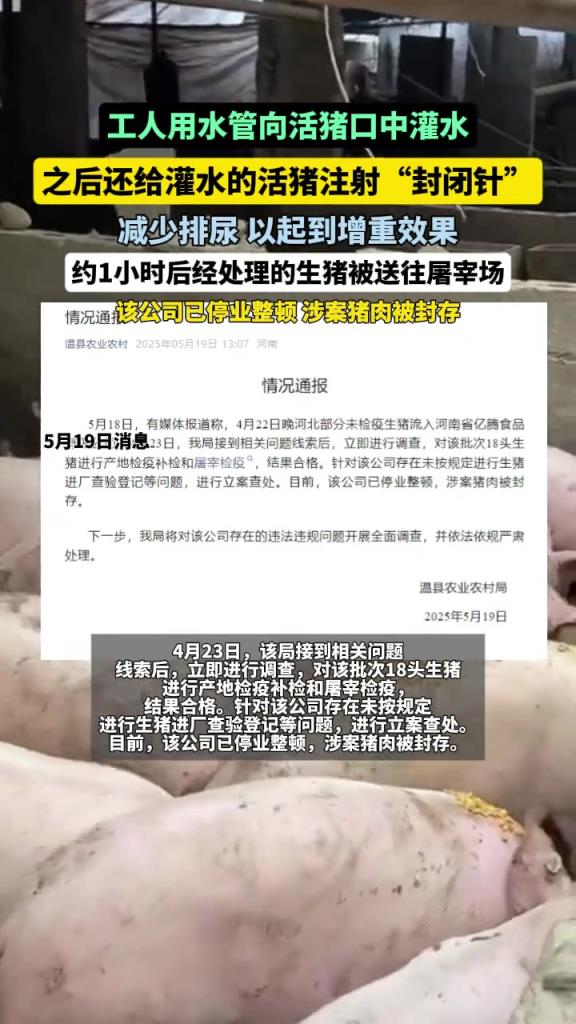 為了增重，活豬被插入水管灌水后又被迅速打入“封閉針”
