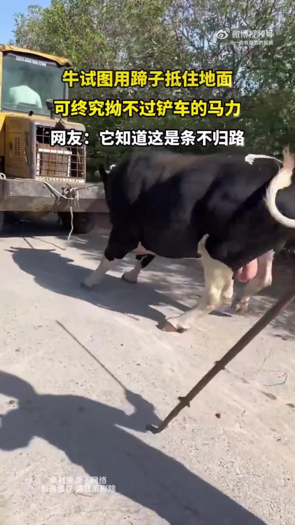 牛蹄抵地抗衡鏟車，終究不敵機械馬力