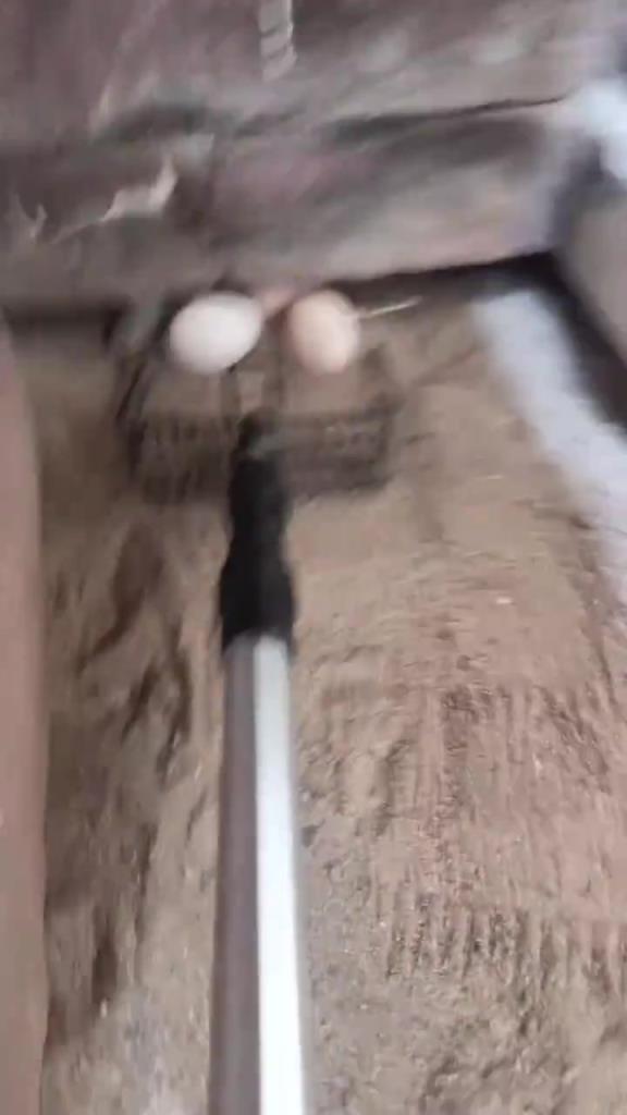 雞：你禮貌嗎？當我的面偷我的蛋？