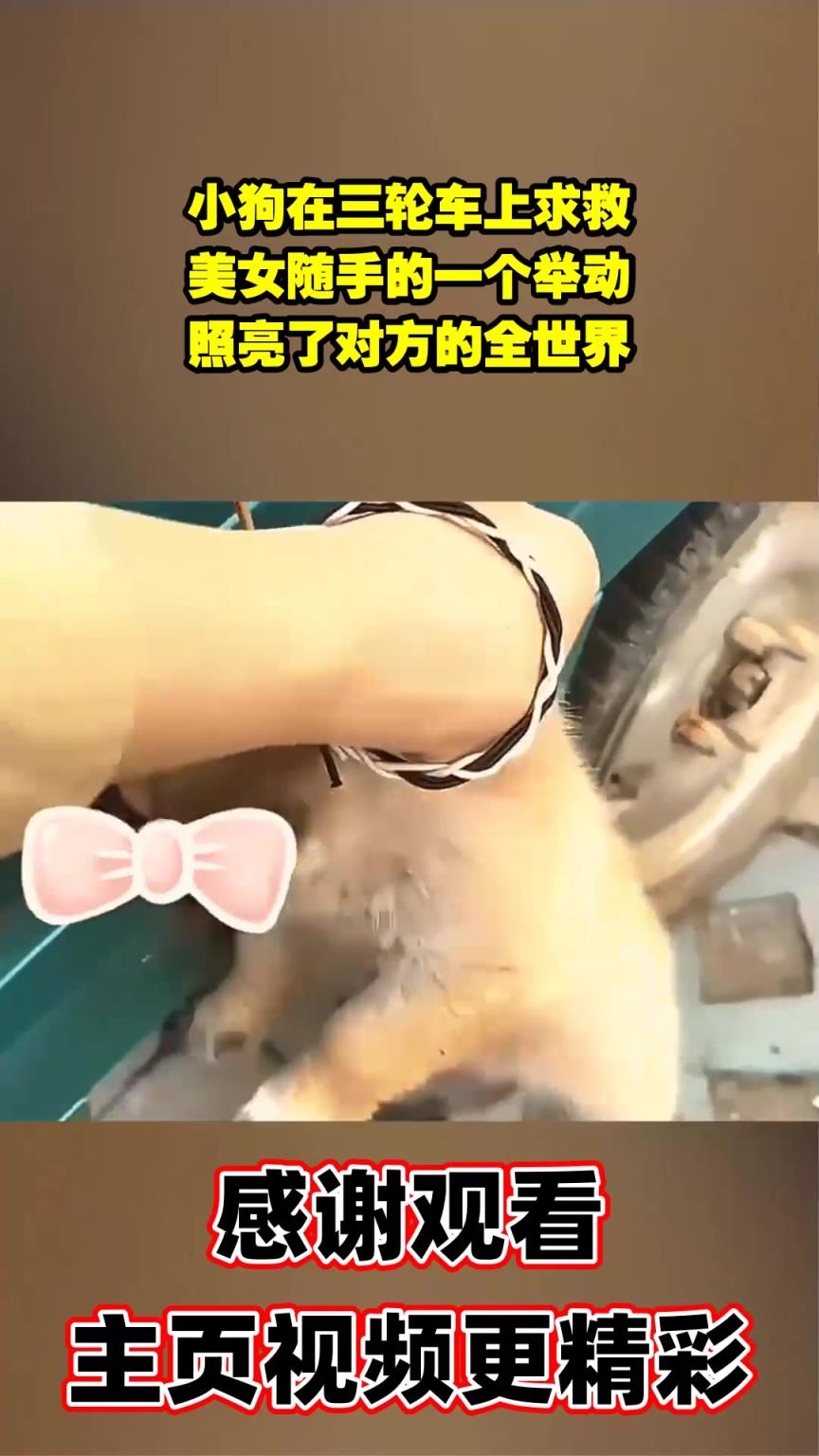 小狗在三輪車上求救，美女隨手的一個舉動，照亮了對方的全世界