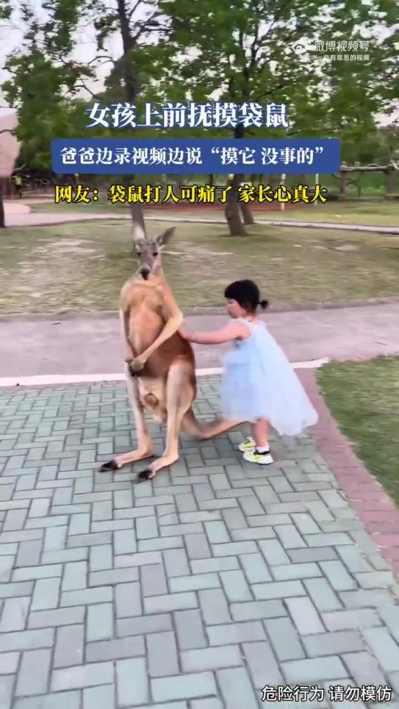 女孩撫摸袋鼠，爸爸錄視頻鼓勵：“摸它，沒事的”